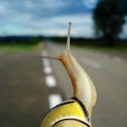 �����, ������, 84 ����