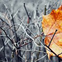 Autumn leaf maple... ������� ���� ��������... �� ������� �������