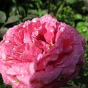 ���� �������, �������, 70 ��� - ��������� 25 �������� 2012 � ������ �������