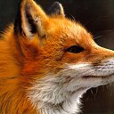 ���� Fox, �����������, 44 ���� - ��������� 21 ���� 2010 � ������ ������������