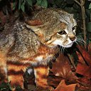 ���� ��������, ��������, 56 ��� - ��������� 11 ������ 2011 � ������ ���� ����������