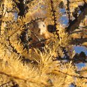 ���� ����, ������, 54 ���� - ��������� 3 ����� 2011 � ������ �������