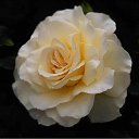 ���� ������, ���-����, 27 ��� - ��������� 17 ������� 2009