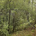 ���� �����, �����������, 52 ���� - ��������� 4 ������� 2012 � ������ ���� ������