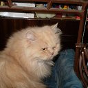 ���� �����, �����-���������, 63 ���� - ��������� 15 ������� 2011