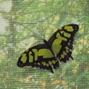 ���� ����, �����-���������, 57 ��� - ��������� 6 ������ 2011 � ������ ���� �������