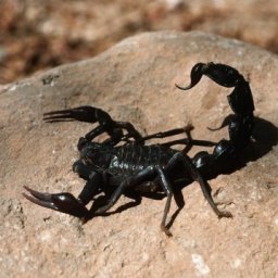 �������, �����, 51 ���