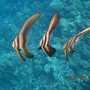 ���� ������, ������ ��������, 55 ��� - ��������� 10 ������� 2012 � ������ ���� ����������