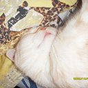  ,  , 33  -  27  2009    