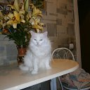 ���� �������, ������, 54 ���� - ��������� 14 ���� 2012 � ������ ���� ����������