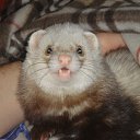 ���� ������, ��������, 39 ��� - ��������� 22 ������� 2009