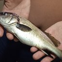 ���� �������, ������������, 43 ���� - ��������� 28 ������� 2012 � ������ ���� ����������