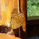 ���� Serg, ����� - ��������� 23 ������� 2009 � ������ ���������