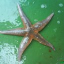  Serzh Van Der Maaremaan,  -  20  2009   