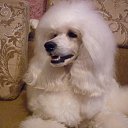 ���� �����, �������, 68 ��� - ��������� 16 ���� 2013 � ������ ���� ����������