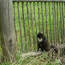 ���� K��k�, ������ ��������, 35 ��� - ��������� 3 ������� 2010 � ������ �my Cat�