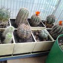 ���� ����, ��������, 85 ��� - ��������� 10 ���� 2012