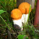 ���� �������, �����-��������� - ��������� 4 ������ 2010 � ������ �������