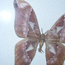 ���� ���������, �������, 62 ���� - ��������� 22 ���� 2012 � ������ �������