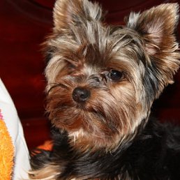 ���� �������, ������, 54 ���� - ��������� 18 ������ 2012