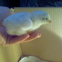 ���� ������, ������, 49 ��� - ��������� 11 ������� 2012 � ������ ���� ����������