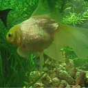  (  ),  , 54  -  26  2010   