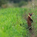 ���� ������, ��������, 44 ���� - ��������� 18 ������ 2011