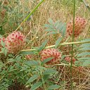 ���� ����)), �����, 40 ��� - ��������� 24 ������ 2009 � ������ ���� �����)�