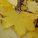 ���� ����)), �����, 40 ��� - ��������� 20 ������ 2009 � ������ ���� �����)�