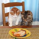  ,  -  3  2010    ,, ۻ