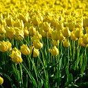 ���� Smile, ������, 55 ��� - ��������� 20 ������ 2010 � ������ ���� ����� � ������