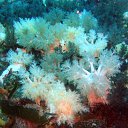 ���� ������, ������, 60 ��� - ��������� 4 ����� 2012 � ������ �� ������� ���������