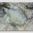 ���� ����� - ���������� ��������!!!, �����������, 56 ��� - ��������� 12 ������ 2010 � ������ ������