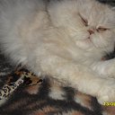 ���� �������, ������������ - ��������� 11 ������ 2010 � ������ ����