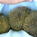 ���� ����. ��������� �� ��!, ������, 72 ���� - ��������� 30 ���� 2011 � ������ ������