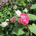 ���� �������, �������, 70 ��� - ��������� 25 �������� 2012 � ������ �������