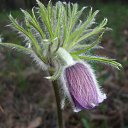  , , 37  -  17  2010   2