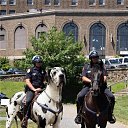 ������� PoliceDog �� ������� ������� ��� � �� ������!�