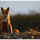 ���� �������, ������, 50 ��� - ��������� 21 ����� 2010 � ������ ������� ��������