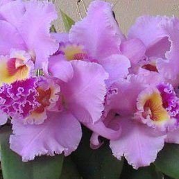 ���� ������, �������, 36 ��� - ��������� 23 ������ 2011