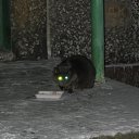 ���� ������, ��������, 66 ��� - ��������� 17 ������ 2012 � ������ ���� ����������