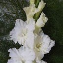 ���� �������, ����, 65 ��� - ��������� 7 ������� 2010 � ������ ������ �����������