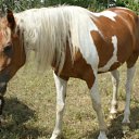 ���� �����, ������, 42 ���� - ��������� 1 ������� 2011 � ������ ���� ����������