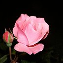 ���� ����, ������ ��������, 24 ���� - ��������� 27 ���� 2011 � ������ �������