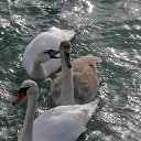 ���� �����, ����� - ��������� 29 ������ 2013 � ������ �������