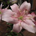 ���� ���, �����-���������, 44 ���� - ��������� 25 ������� 2009 � ������ ���� ����������