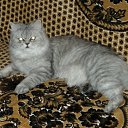 ���� Svetlanas, ���������, 47 ��� - ��������� 7 ���� 2010 � ������ ���� �������