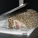 ���� Cherry, ������, 40 ��� - ��������� 8 ����� 2010