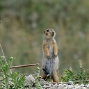 ���� �������, �������, 42 ���� - ��������� 26 �������� 2012 � ������ ���� �������