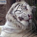 ���� ���, ������� - ��������� 7 ���� 2010 � ������ �������